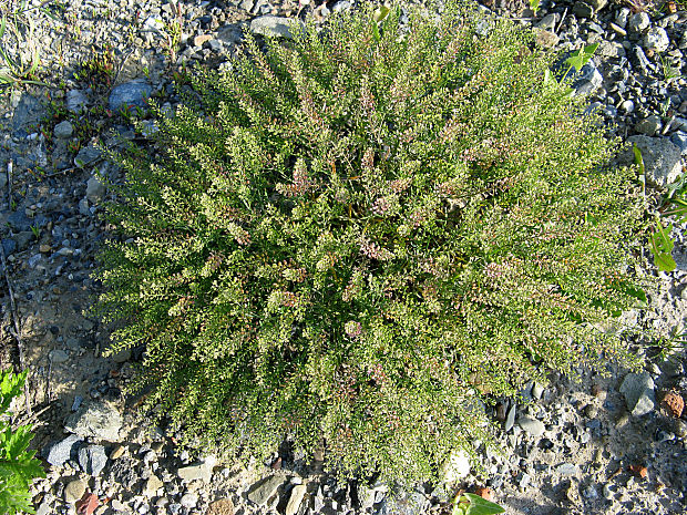 žerucha zborenisková Lepidium ruderale L.