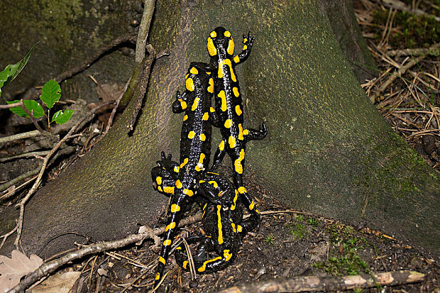 salamandra škvrnitá (Salamandra salamandra L.)