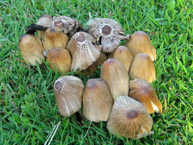 hnojník kmeňový Coprinellus truncorum (Scop.) Redhead, Vilgalys & Moncalvo