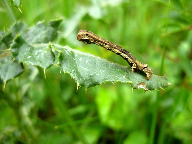 piadivkovité - húsenica Geometridae