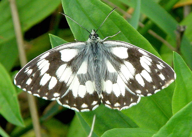 očkáň timotejkový  Melanargia galathea  Linnaeus 1758