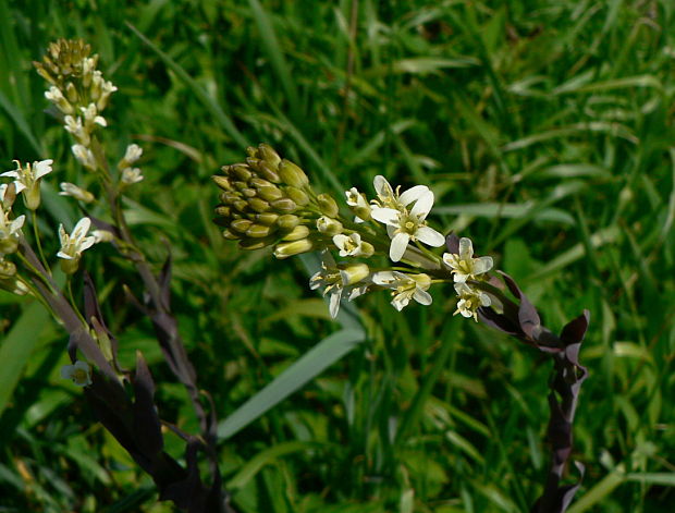 arábka strmobyľová - huseník lysý Arabis glabra (L.) Bernh.
