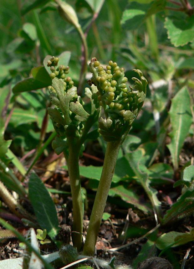 vratička rumančekovolistá - vratička heřmánkolistá Botrychium matricariifolium (Retz.) Koch