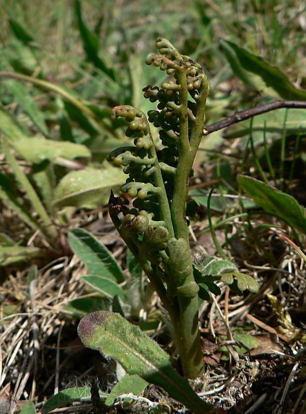vratička rumančekovolistá Botrychium matricariifolium (Retz.) Koch