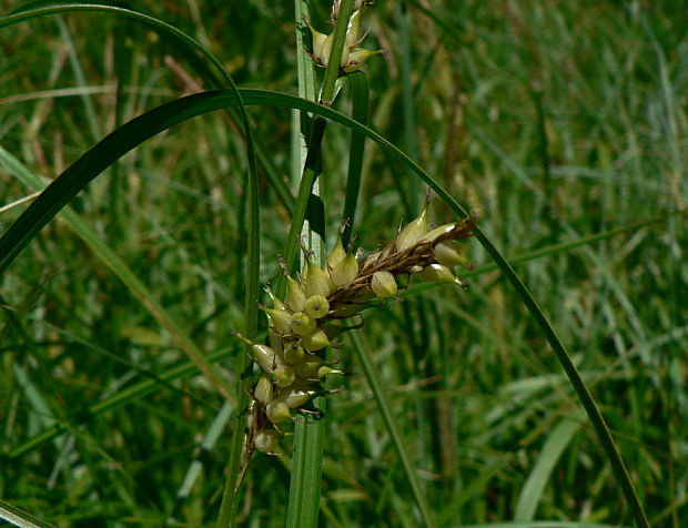 ostrica pľuzgierkatá - ostřice měchýřkatá Carex vesicaria L.