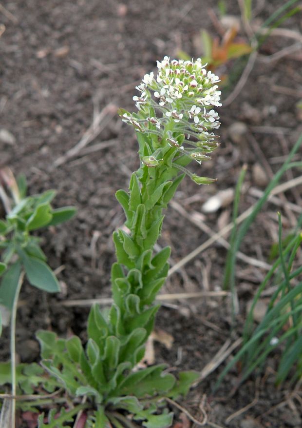 žerucha poľná Lepidium campestre (L.) R. Br.