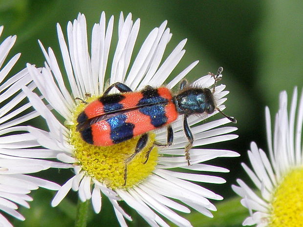 pestroš včelí Trichodes apiarius  Linnaeus, 1758