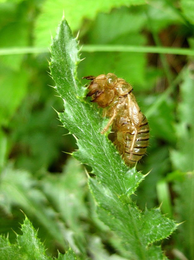 cikáda Cicadetta sp.