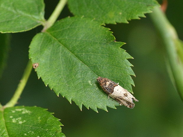 obaľovač stromový Notocelia roborana