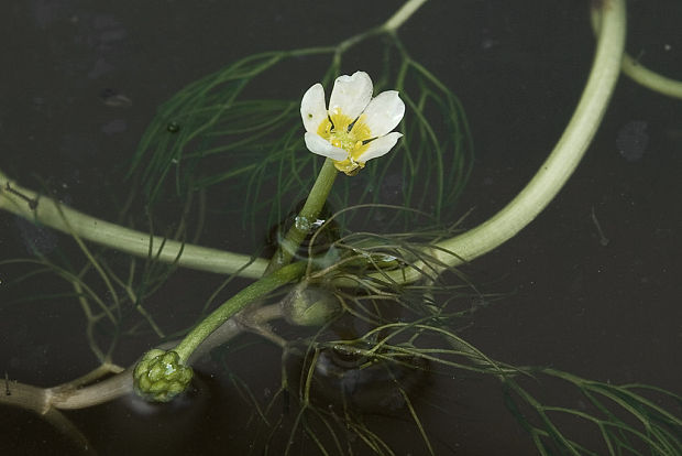 močiarka niťovitolistá ? Batrachium trichophyllum (Chaix) Bosch
