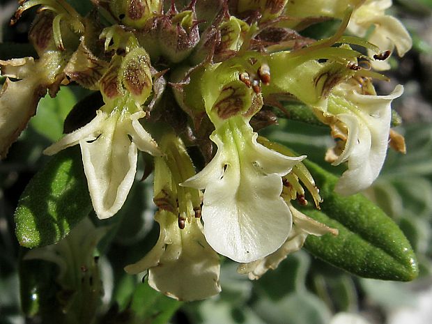 hrdobarka horská Teucrium montanum L.