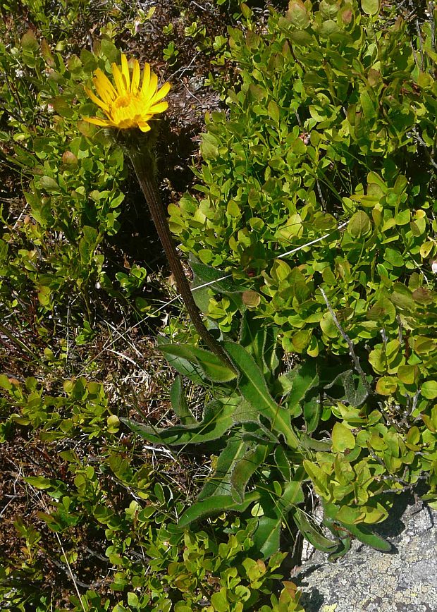 prasatnica jednoúborová Trommsdorffia uniflora (Vill.) Soják