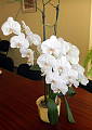 orchidea Phalenopsis