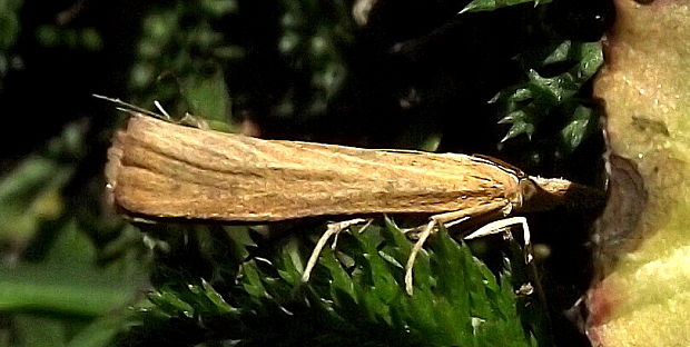 trávovec hlinožltý  Pediasia luteela