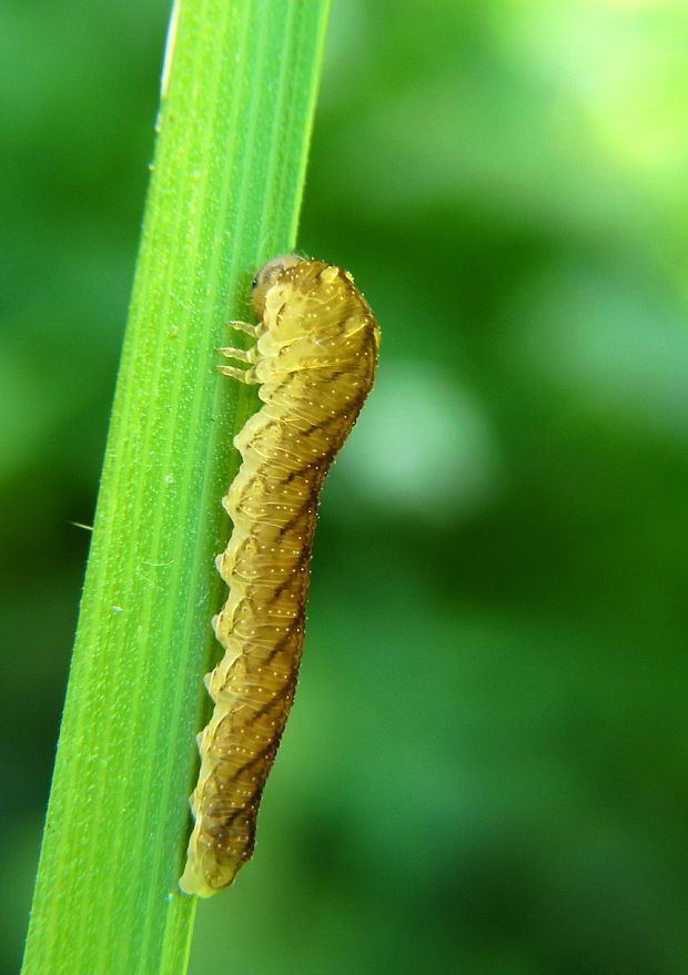 larva piliarky  Tenthredo ferruginea
