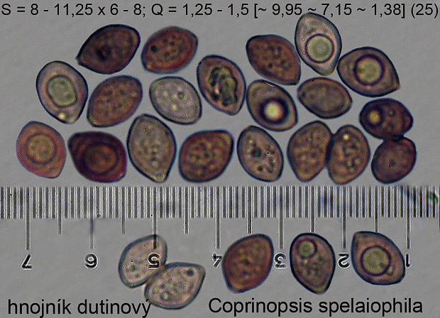 hnojník dutinový Coprinopsis mitraespora (Bohus) L. Nagy, Vágvölgyi & Papp