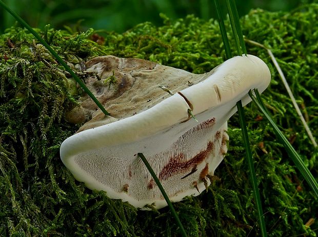 lesklokôrovka plochá Ganoderma applanatum (Pers.) Pat.