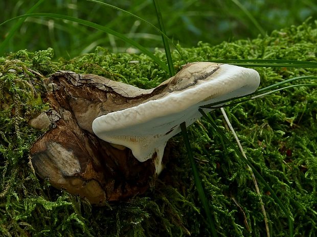 lesklokôrovka plochá Ganoderma applanatum (Pers.) Pat.
