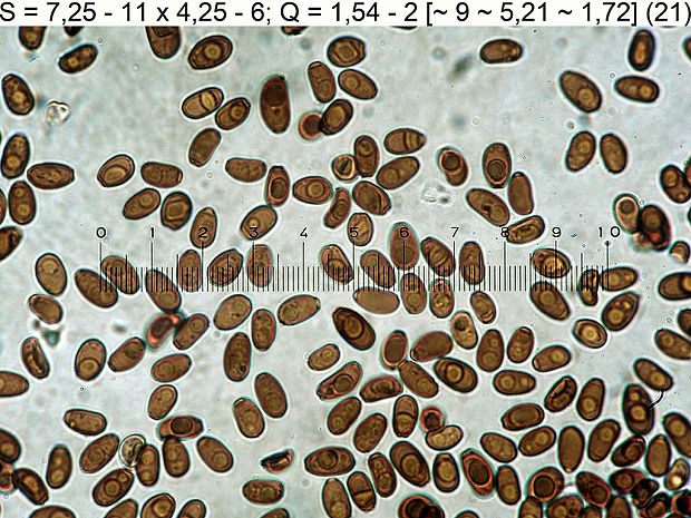 hnojník lúčový Coprinellus radians (Desm.) Vilgalys, Hopple & Jacq. Johnson