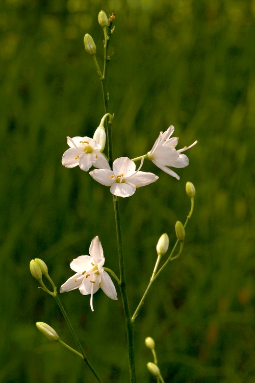 jagavka konáristá  Anthericum ramosum L.