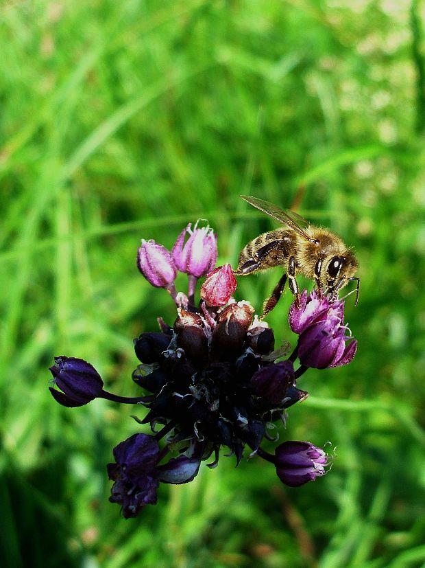 včela medonosná (Apis mellifera)