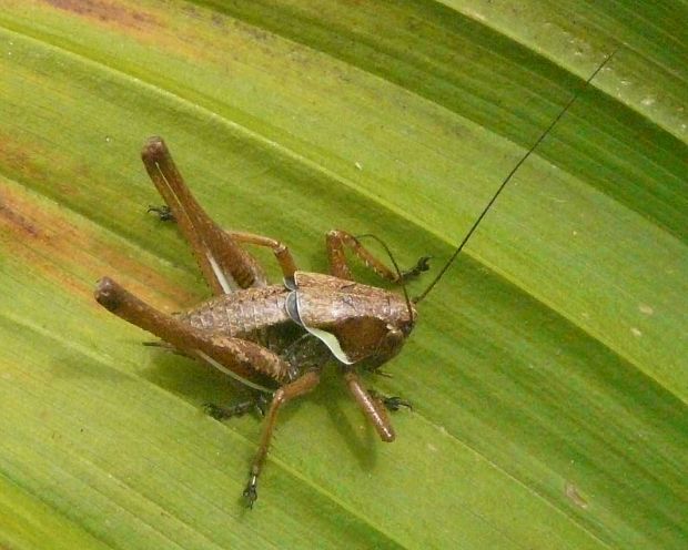 kobylka obecná Pholidoptera griseoaptera