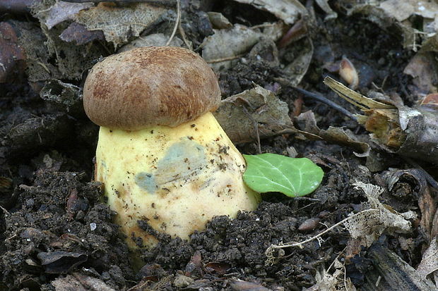 hríb príveskatý Butyriboletus appendiculatus (Schaeff. ex Fr.) Secr.