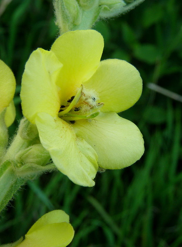 divozel velkokvetý Verbascum densiflorum Bertol. L.