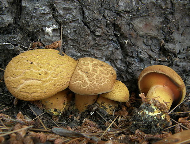 žltavec drevový Buchwaldoboletus lignicola (Kallenb.) Pilát