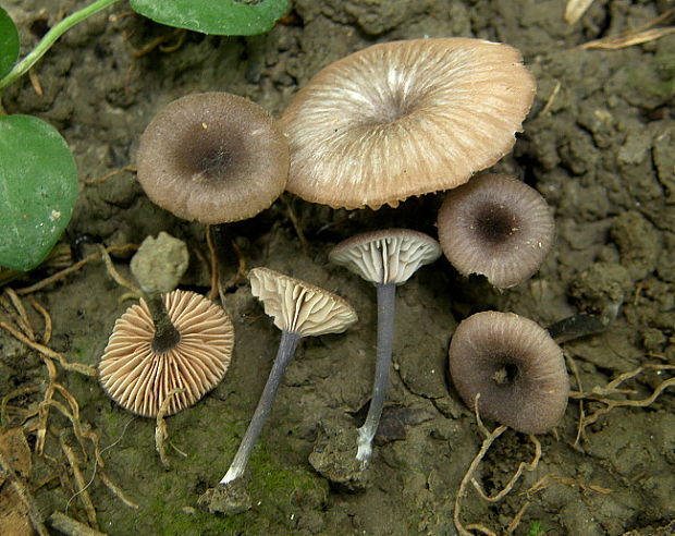 hodvábnica mäsovočervená Entoloma incarnatofuscescens (Britzelm.) Noordel.