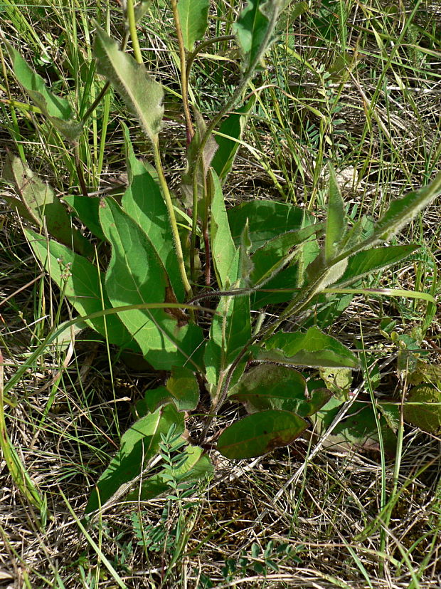 škarda mäkká jastrabníkovitá - škarda měkká čertkusolistá Crepis mollis subsp. hieracioides (Waldst. et Kit.) Domin