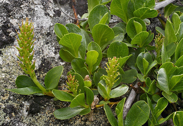 vŕba tupolistá Salix retusa L.