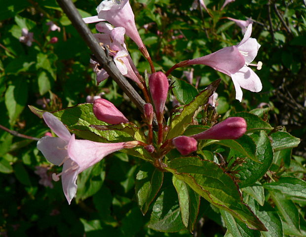 vajgelia ružová - weigelie růžová Weigela florida (Bunge) A.DC.