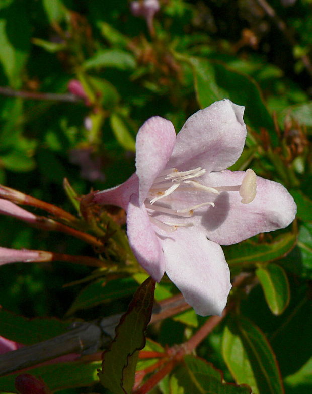 vajgelia ružová Weigela florida (Bunge) A.DC.