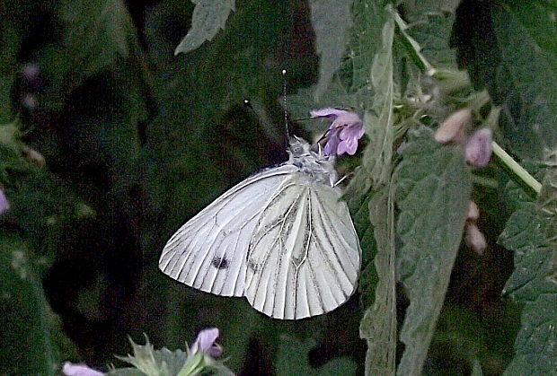 mlynárik repkový Pieris napi