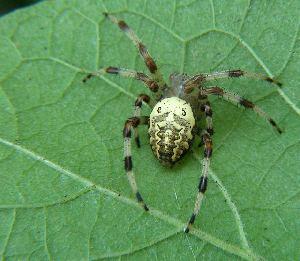 pavúk Araneidae - Larinioides cornutus ?