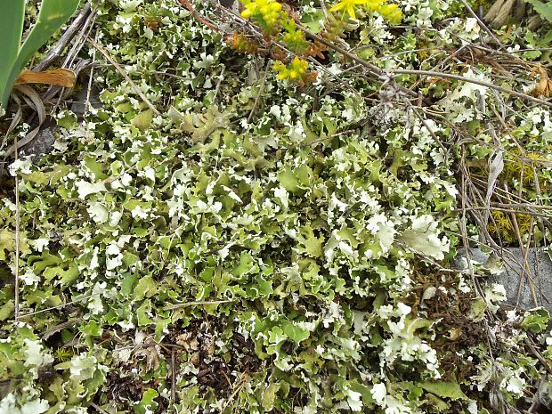 dutohlávka  Cladonia foliacea (Huds.) Willd.