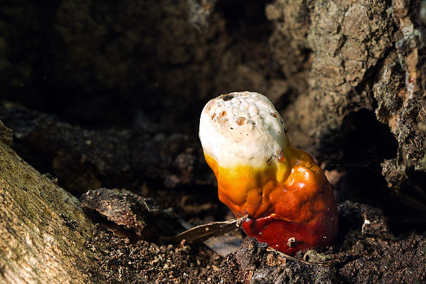 lesklokôrovka obyčajná Ganoderma lucidum (Curtis) P. Karst.