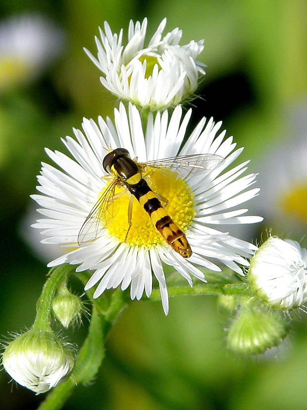 pestrica písaná Sphaerophoria scripta Linnaeus, 1758
