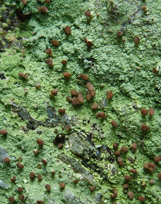malohubka ryšavá Baeomyces rufus (Huds.) Rebent.