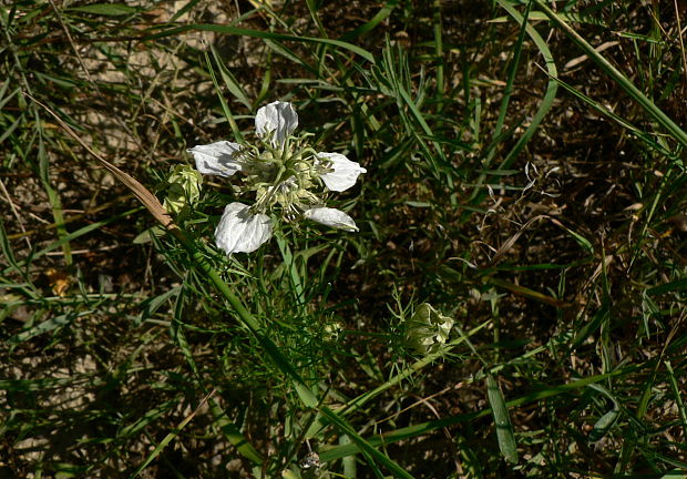 černuška roľná - černucha rolní Nigella arvensis L.