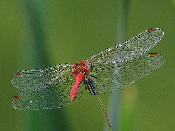vážka červená  Sympetrum sanguineum
