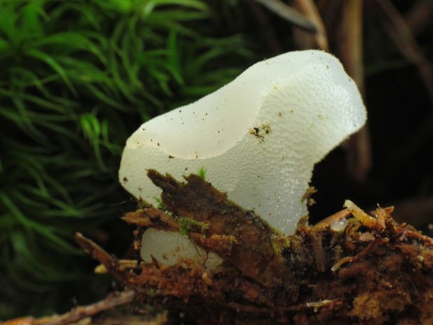 pajelenka želatínová Pseudohydnum gelatinosum (Scop.) P. Karst.