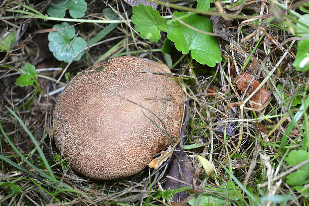 pestrec Scleroderma sp.