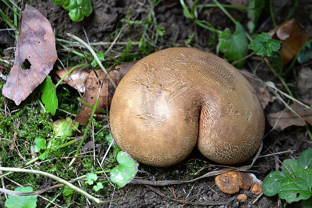 pestrec Scleroderma sp.