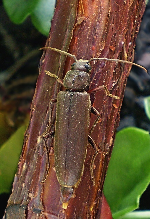 fuzáč hnedý Arhopalus rusticus Linnaeus, 1758