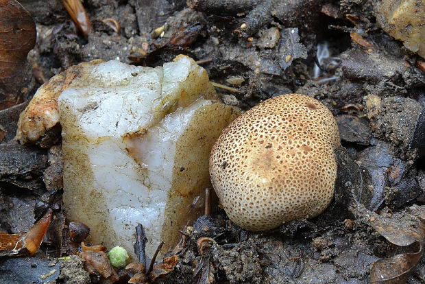 pestrec Scleroderma sp.