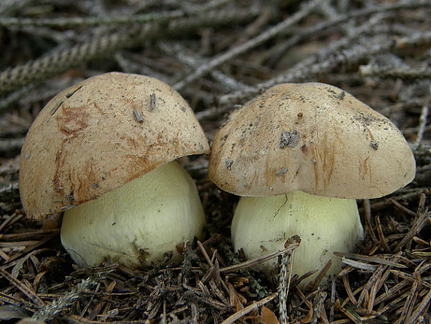 hríb horský Butyriboletus subappendiculatus (Dermek, Lazebn. & J. Veselský) D. Arora & J.L. Frank