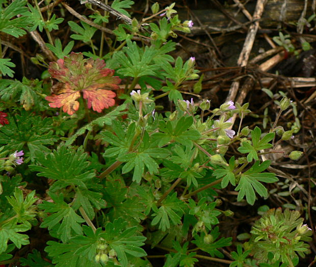 pakost nízky - kakost maličký Geranium pusillum Burm. f.