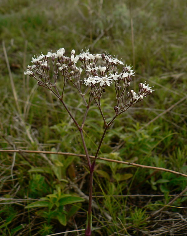 gypsomilka zväzkovitá piesočná - šater svazčitý písečný Gypsophila fastigiata subsp. arenaria (Waldst. et Kit. ex Willd.) Domin